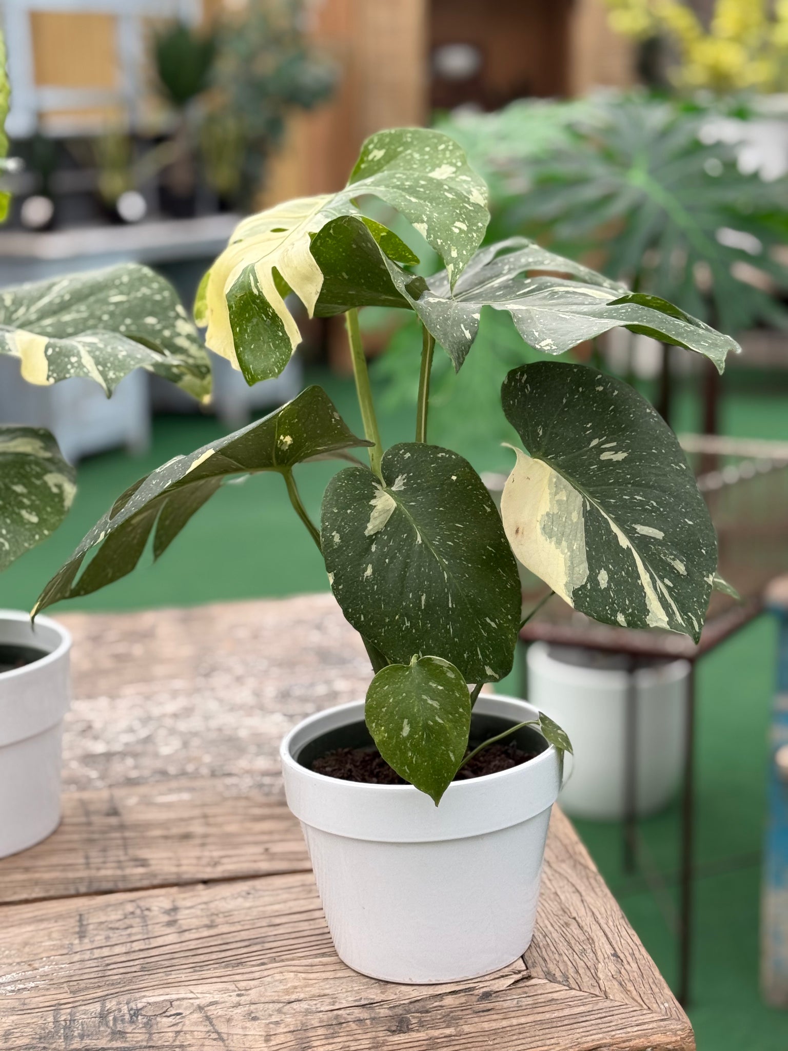 6in Monstera Deliciosa “Thai Constellation” *Free White Ceramic Pot with Purchase*🤗