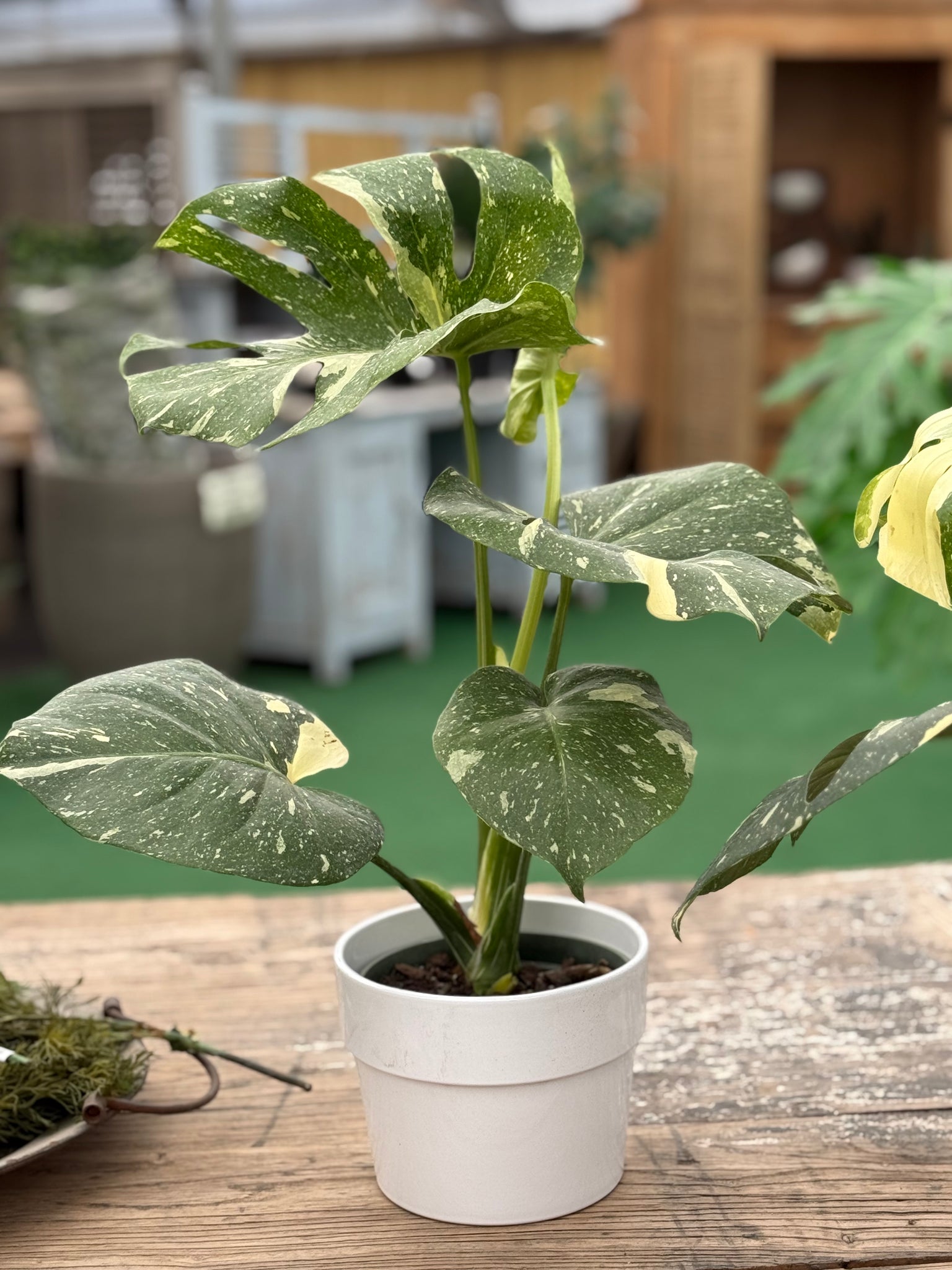 6in Monstera Deliciosa “Thai Constellation” *Free White Ceramic Pot with Purchase*Spring Sale*🌺