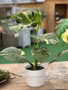 6in Monstera Deliciosa “Thai Constellation” *Free White Ceramic Pot with Purchase*Spring Sale*🌺