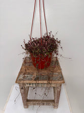 Load image into Gallery viewer, 6&quot; Hanging Succulents

