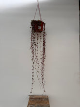 Load image into Gallery viewer, 6&quot; Hanging Succulents
