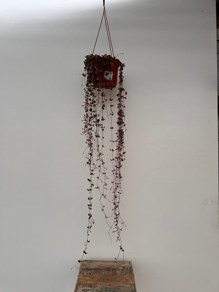 6" Hanging Succulents