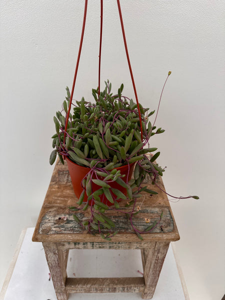 6" Hanging Succulents