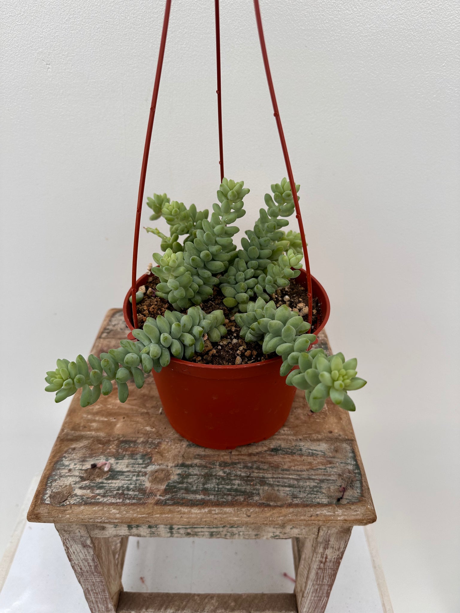 small hanging succulents Burrow's Tail