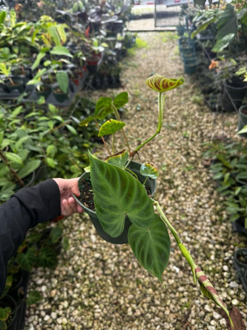 6" Philodendron Verrucosum