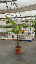 Load image into Gallery viewer, 14″ Assorted Banana Trees BOGO FREE ** Mix and Match**
