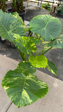 Load image into Gallery viewer, Alocasia Legacy Variegated
