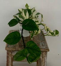Load image into Gallery viewer, Pothos 'N Joy'
