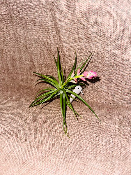 Tillandsia stricta hard, bare root low bud, Air Plant