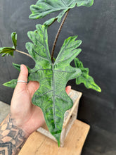 Load image into Gallery viewer, Alocasia Jacklyn
