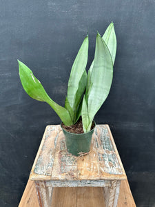 4in Sansevieria ‘Moonshine’