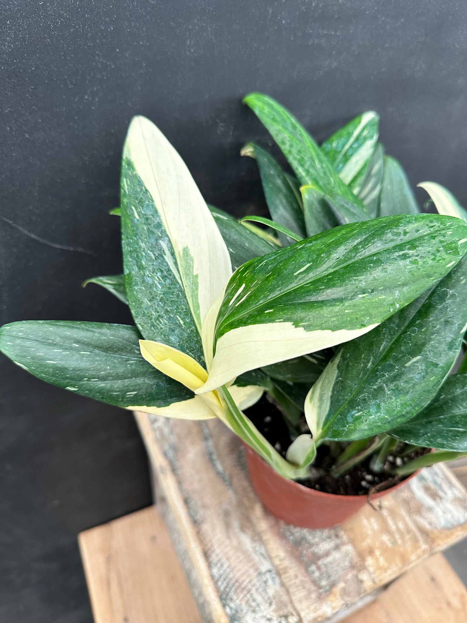 Monstera Standleyana 'Albo Variegata