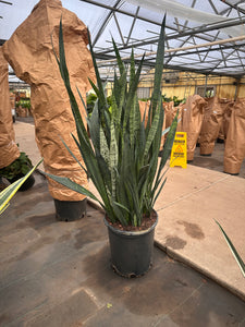 17" Sansevieria Zeylanica