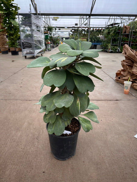 8” Hoya Kerri Reverse Variegated Totem