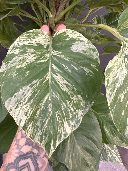 10" Premium Marble Queen Pothos Totem