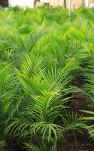 Load image into Gallery viewer, 3 Gallon Majesty Palm *Flash Sale*
