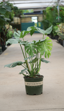 Load image into Gallery viewer, 3gl Monstera Deliciosa
