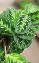 Load image into Gallery viewer, 6in Maranta Silver Band
