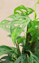 Load image into Gallery viewer, 10 Inch Monstera Adansonii on Totem Pole
