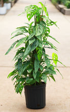 Load image into Gallery viewer, 10 Inch Monstera Adansonii on Totem Pole
