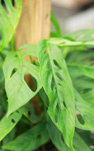 Load image into Gallery viewer, Monstera Adansonii on Totem Pole
