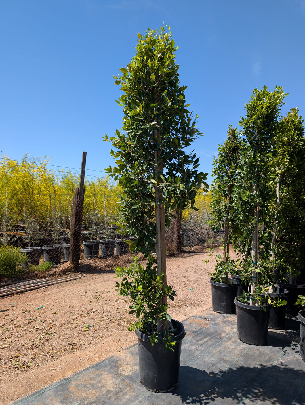 Ficus Nitida Column *Contact for Delivery Fees*