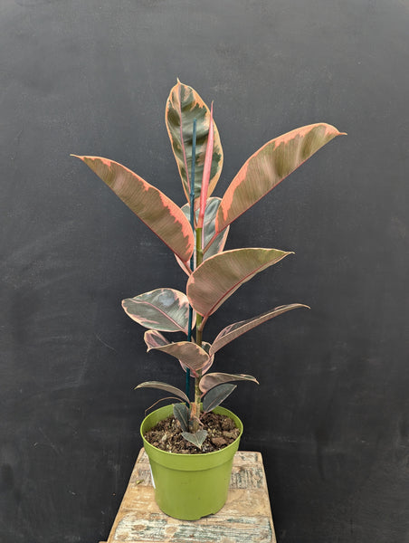 6" Ruby Rubber Plant