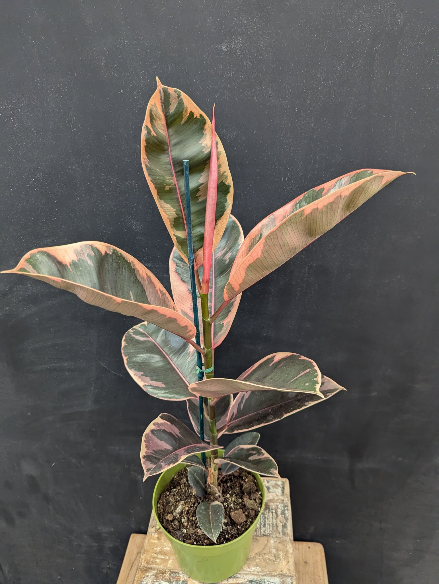 6" Ruby Rubber Plant