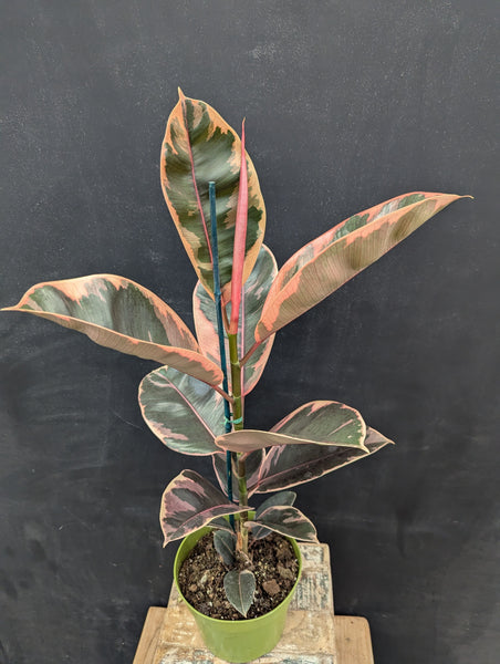 6" Ruby Rubber Plant