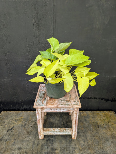 Neon Pothos