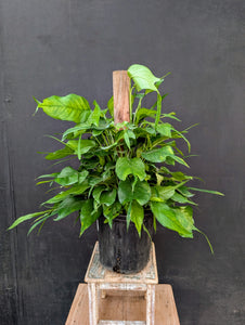 Skeleton Key Pothos on Totem