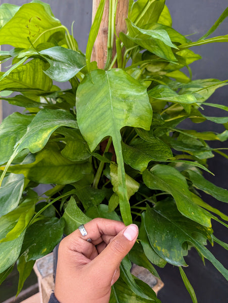 Skeleton Key Pothos on Totem