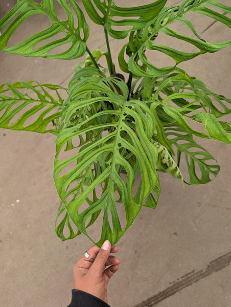 8" Monstera Esqueleto on Totem