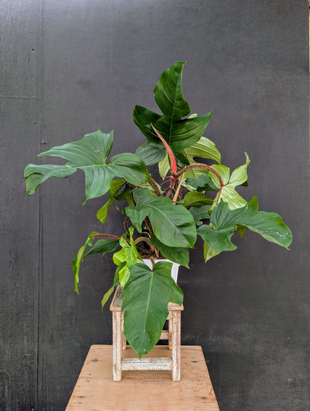 Philodendron Squamiferum