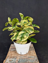 Load image into Gallery viewer, Peperomia Obtusifolia Marble
