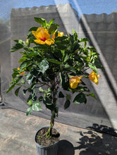 Load image into Gallery viewer, Braided Hibiscus Tree
