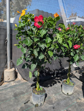 Load image into Gallery viewer, Braided Hibiscus Tree
