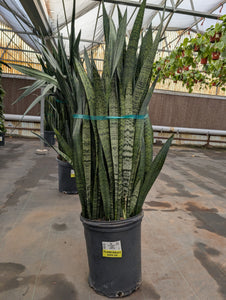 17" Sansevieria Zeylanica