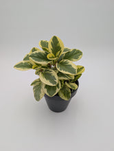 Load image into Gallery viewer, Peperomia Obtusifolia Marble
