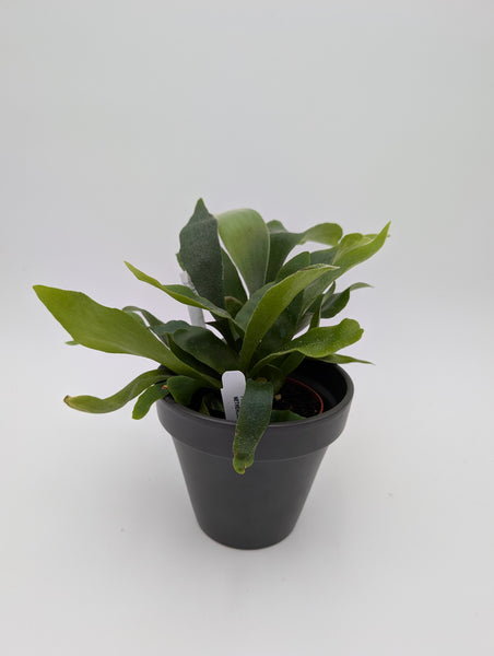 Staghorn Fern