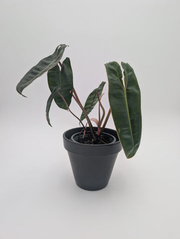 Philodendron Billietiae