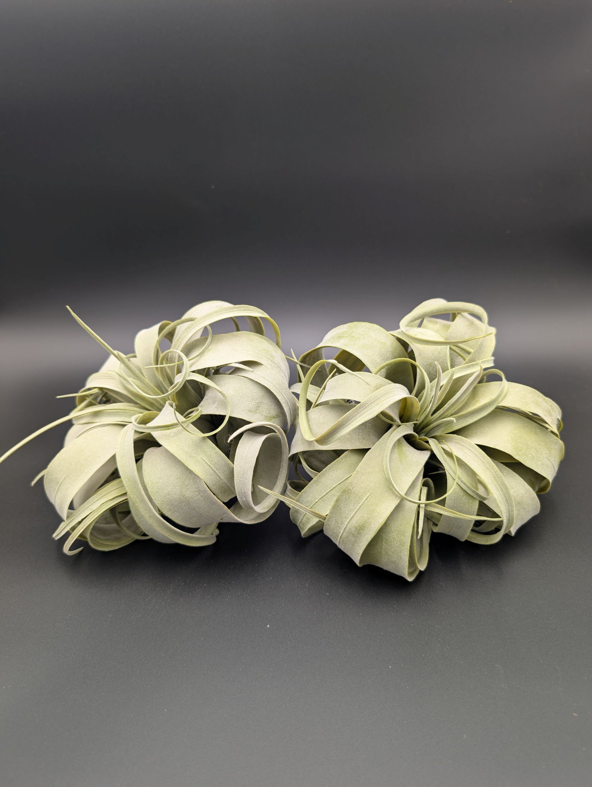 artificial air plant Artificial Air Plant – The Plant Stand of Arizona