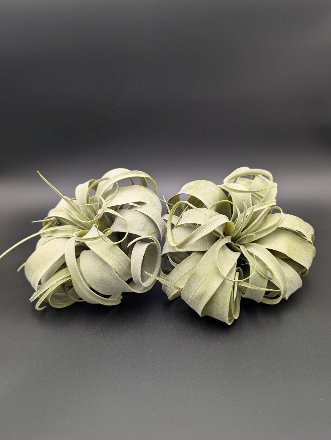 Artificial Air Plant