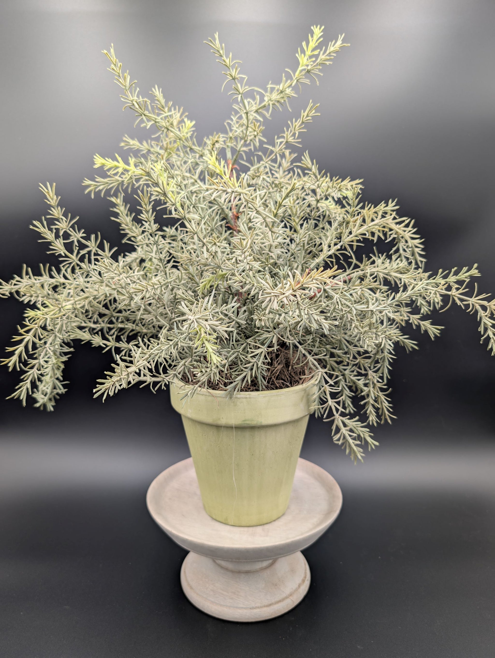Artificial Potted Rosemary – The Plant Stand of Arizona