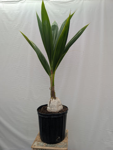 Coconut Palm