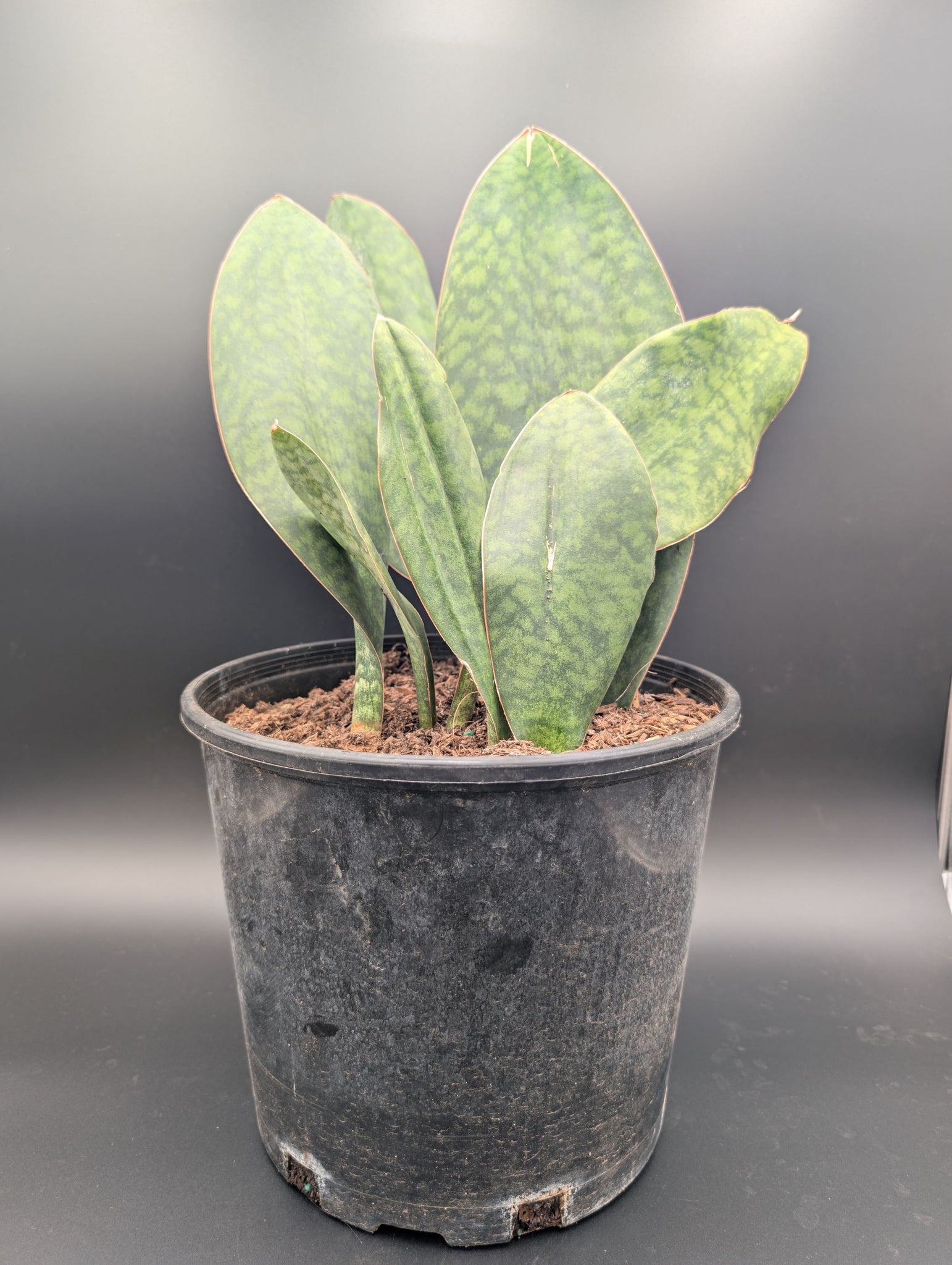 Whale Fin Sansevieria