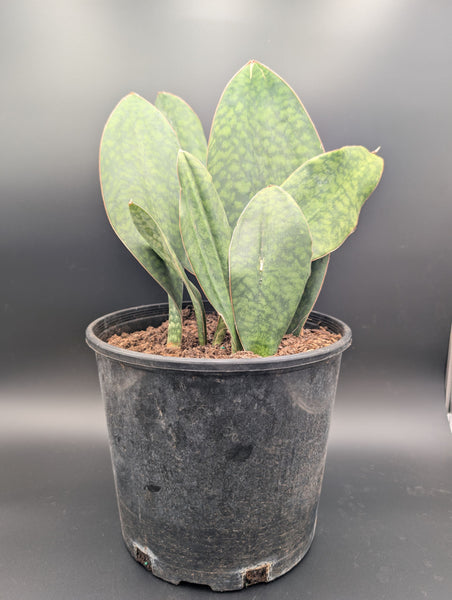Whale Fin Sansevieria