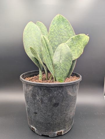 Whale Fin Sansevieria