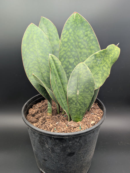 Whale Fin Sansevieria