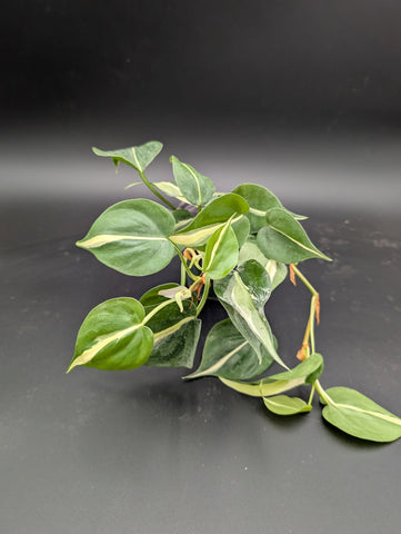 4" Philodendron 'Cream Splash'